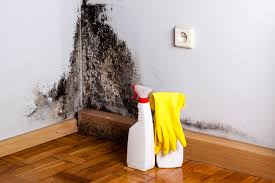 Best Mold Odor Removal Services  in Wilmington, NC